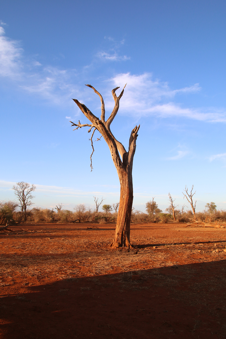 1_madikwe_suedafrika_game_drive_safari_lina_mallon_1
