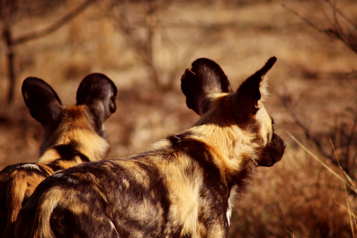 1_madikwe_suedafrika_game_drive_safari_lina_mallon_234