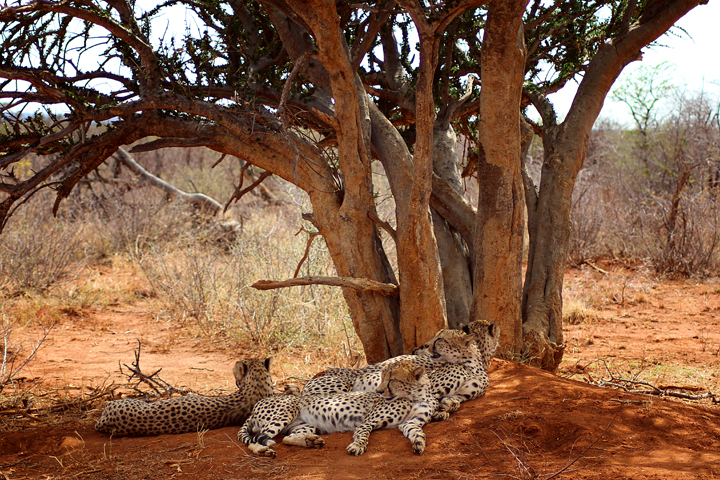 1_madikwe_suedafrika_game_drive_safari_lina_mallon_2345