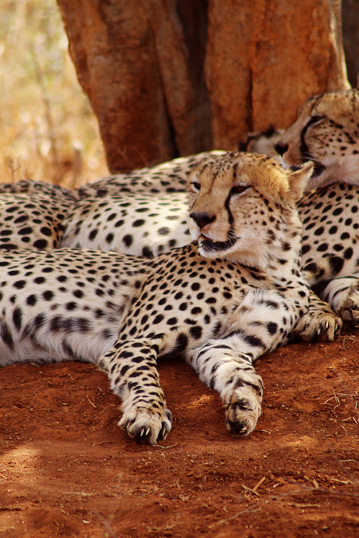 1_madikwe_suedafrika_game_drive_safari_lina_mallon_567