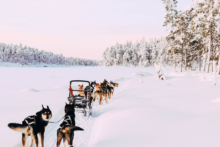 WEB_Ivalo_Husky_Lappland_Tour_lina_mallon-7851