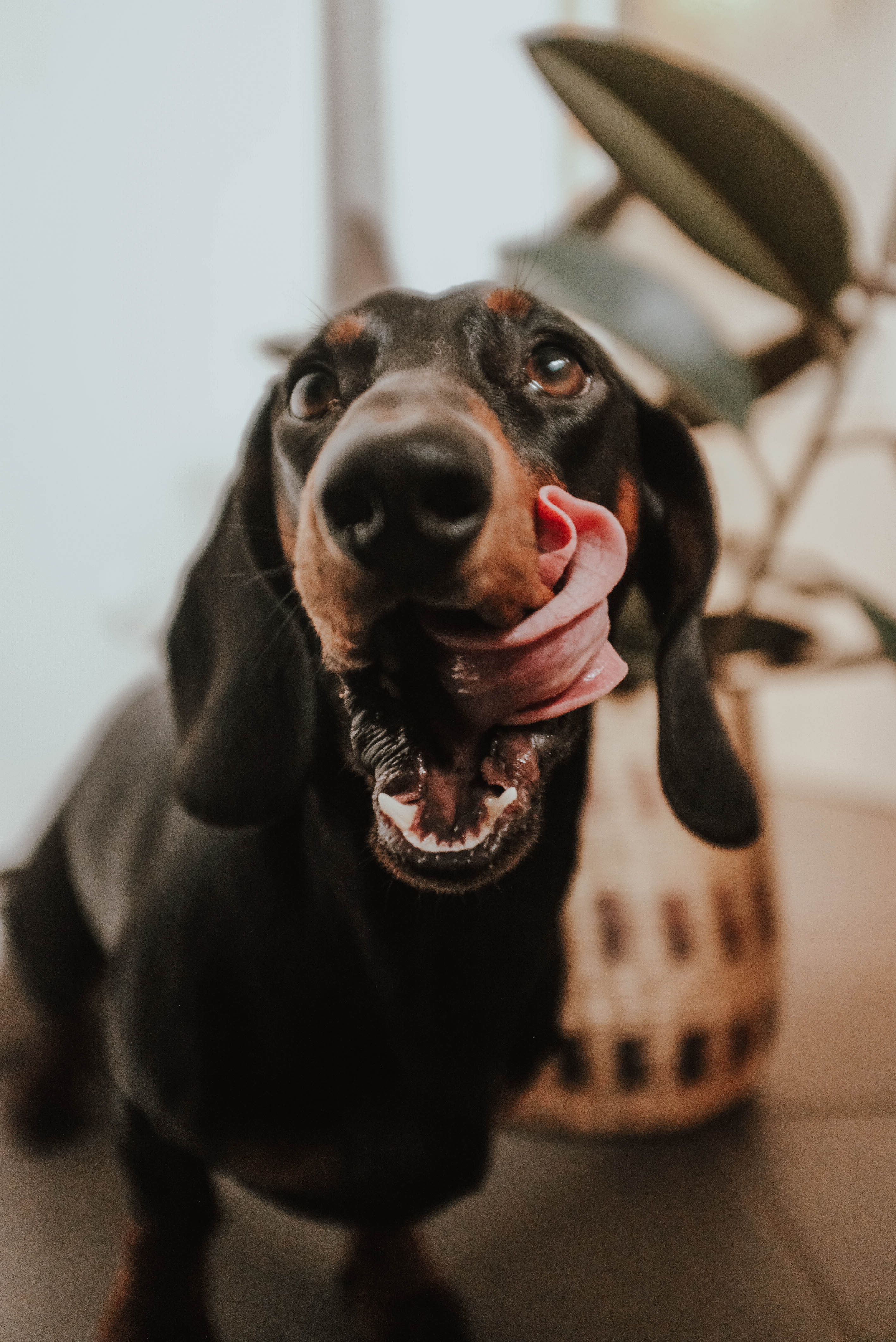 KLEINER DACKEL, GROßE PERSÖNLICHKEIT? MEINE FUTTERROUTINE LINA MALLON